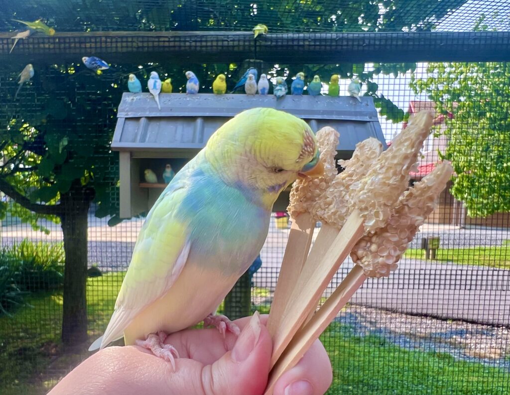 Virginia Safari Park Budgie Feeding