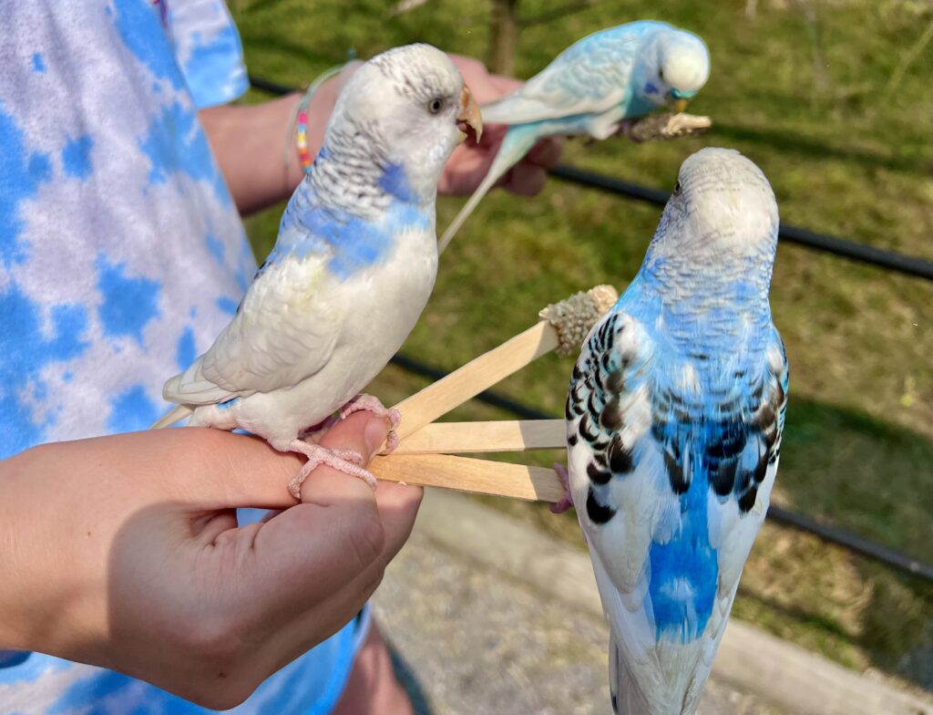 Virginia Safari Park Budgies