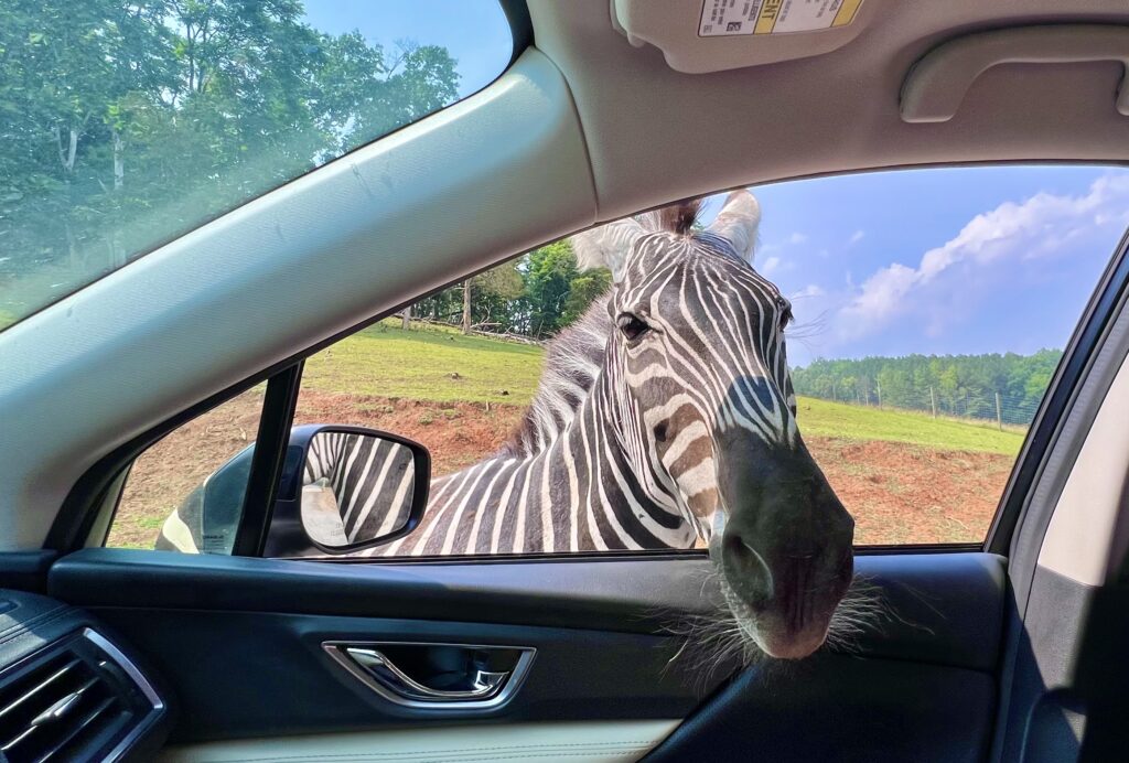 Virginia Safari Park Zebra in Car