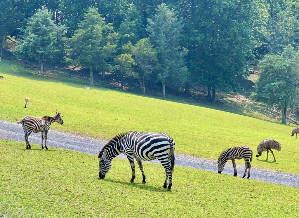 Virginia Safari Park Zebras
