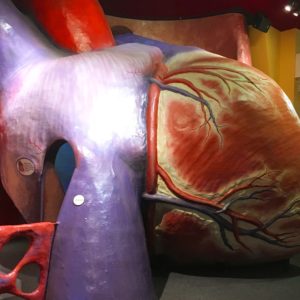 The Franklin Institute Heart