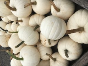 Hellericks Family Farm White Pumpkins