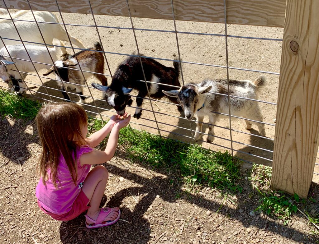 Clark Elioak Farm Petting Farm