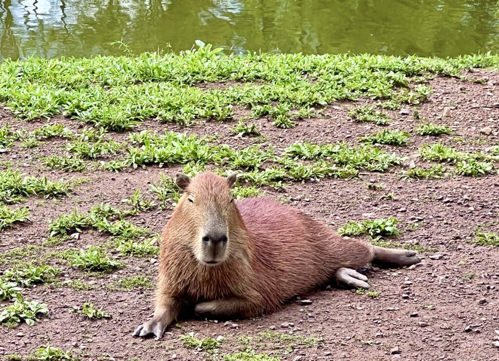 Lake Tobias Capybara