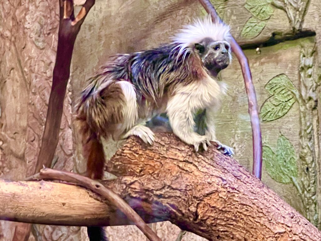 Lake Tobias Cotton-Top Tamarin