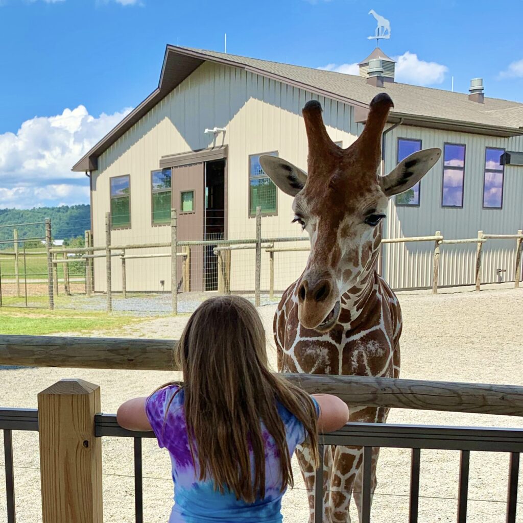 Lake Tobias Giraffe