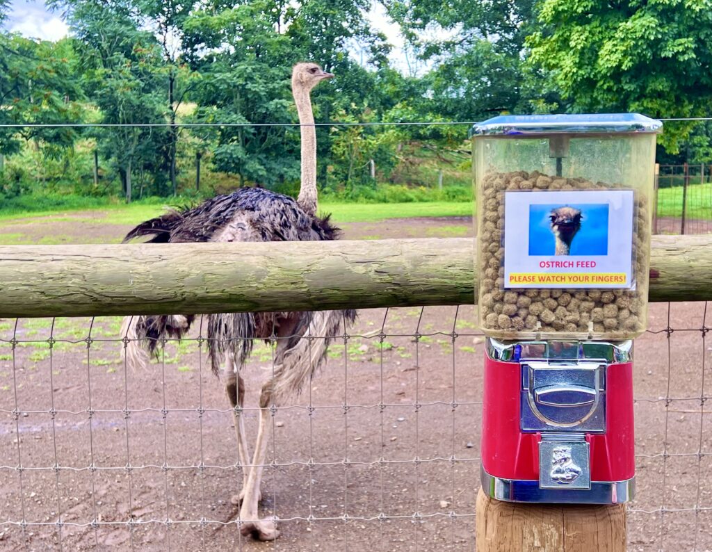 Lake Tobias Ostrich