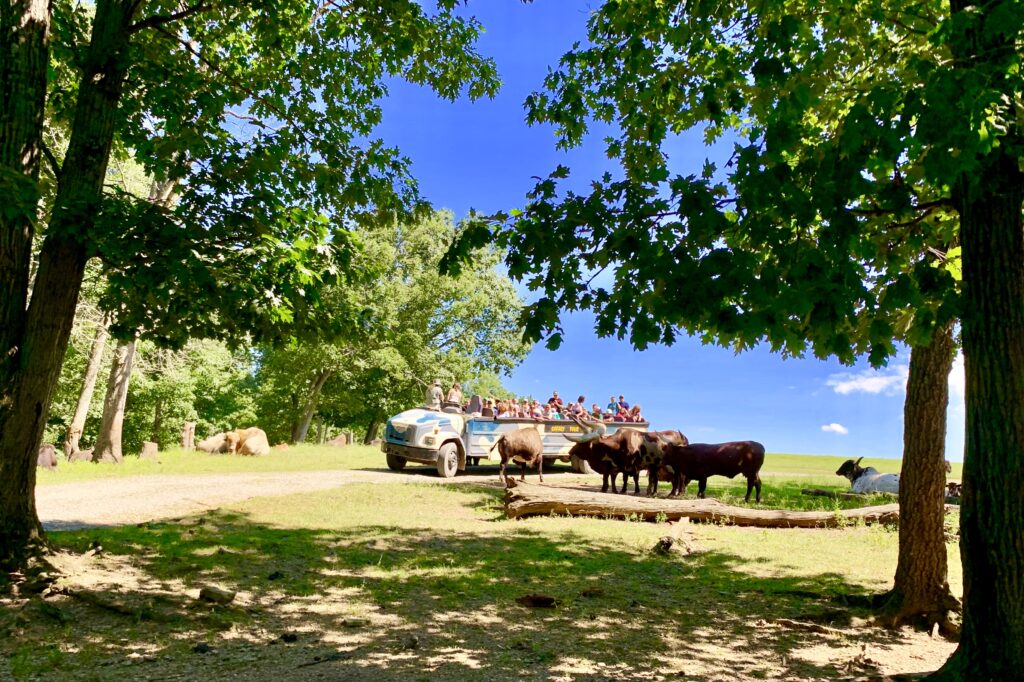 Safari Bus