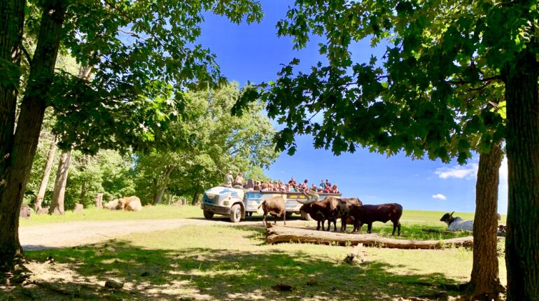 Lake Tobias Safari Tour