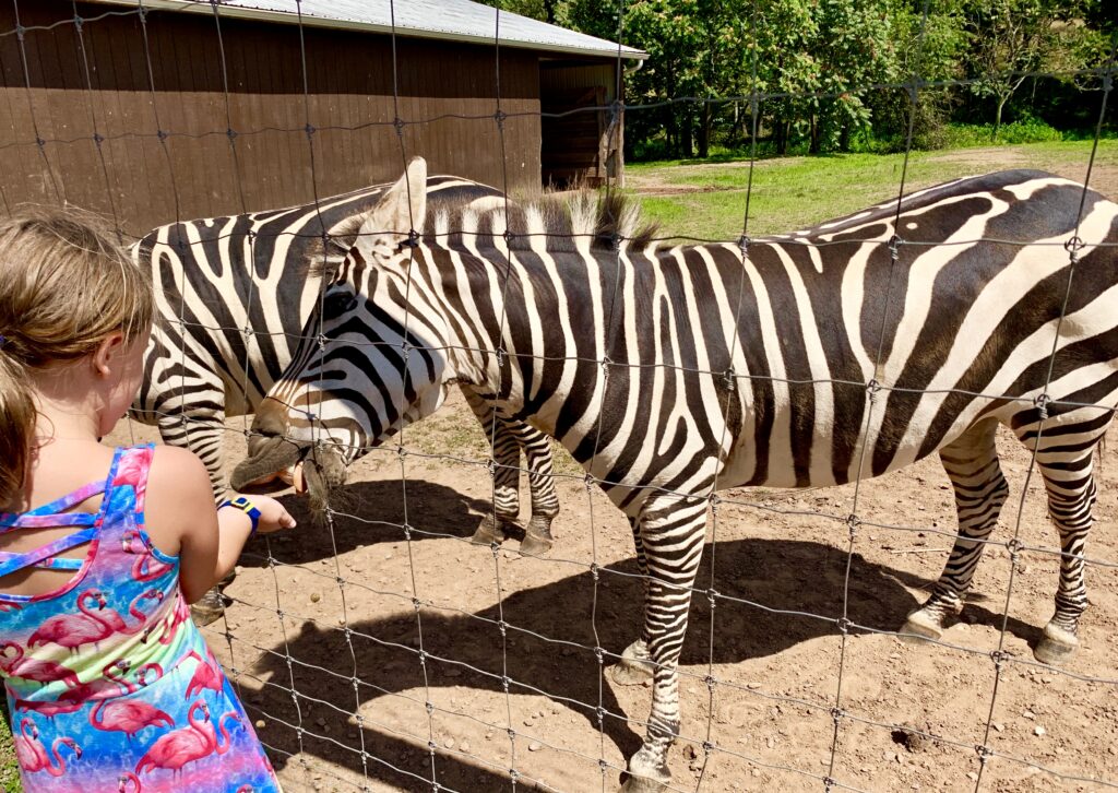 Feeding the zebra at Lake Tobias