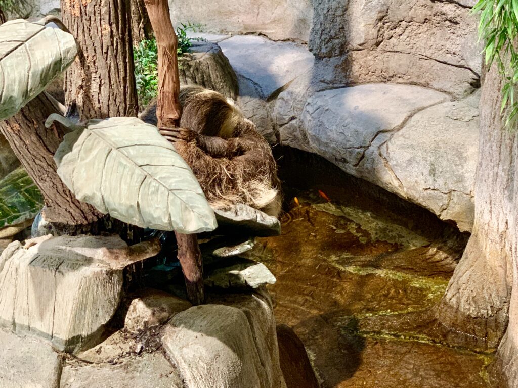 Sloth in the Reptile Building