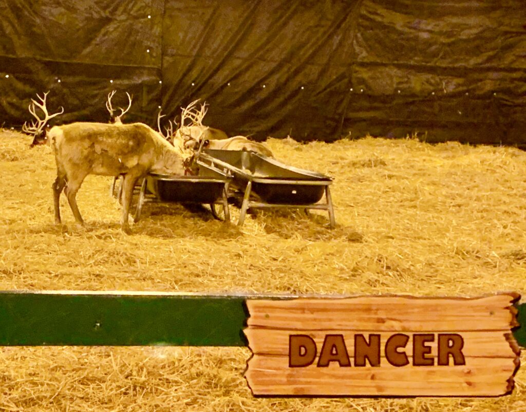 Reindeer at Hersheypark