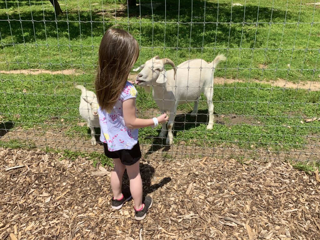 Paulus Farm Market Petting Zoo