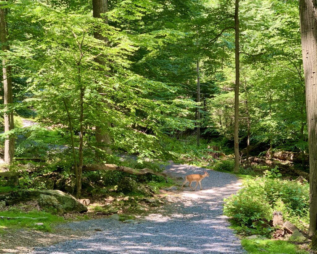 Lower Trail at Cunningham Falls