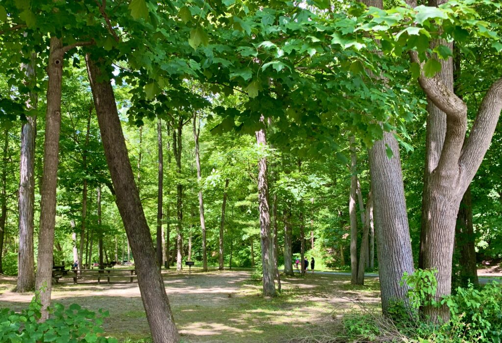 Robert Treman Picnic Grove