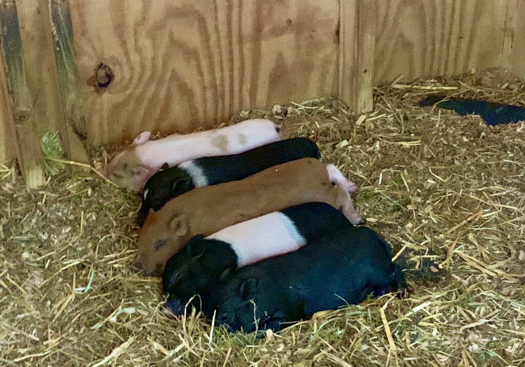 Baby Pigs at the Petting Zoo