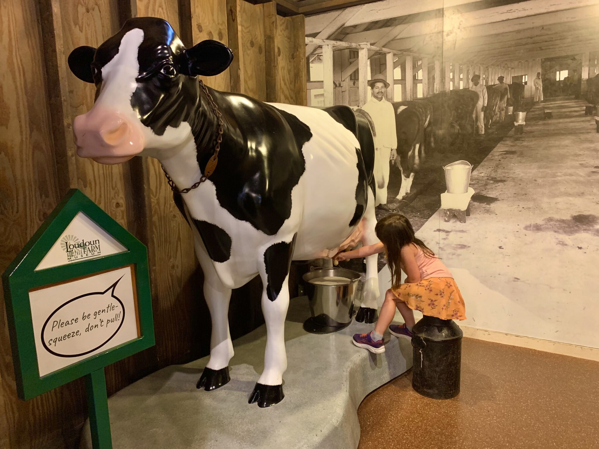 Heritage Farm Museum Cow - Been There Done That with Kids