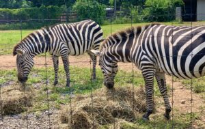 Leesburg Animal Park Zebra