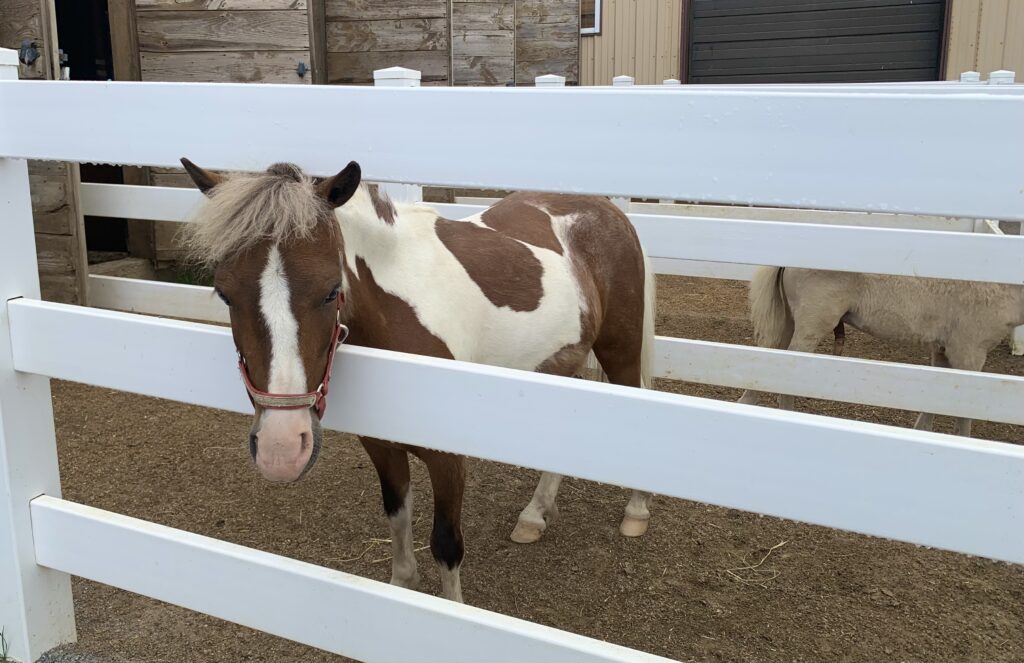 Lil Country Store Miniature Horse