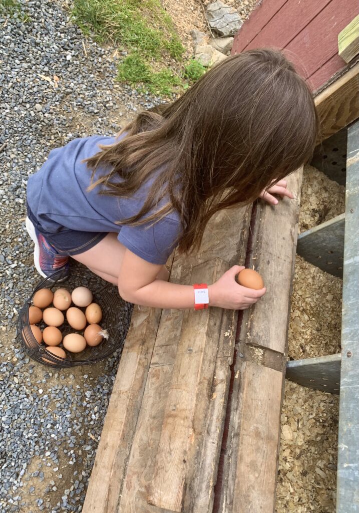 Old Windmill Farm Collect Eggs