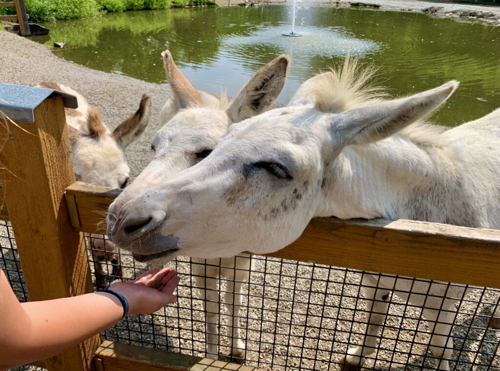 Living Treasures Donkeys