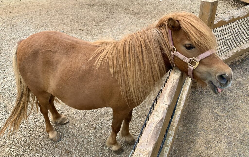 Living Treasures Pony