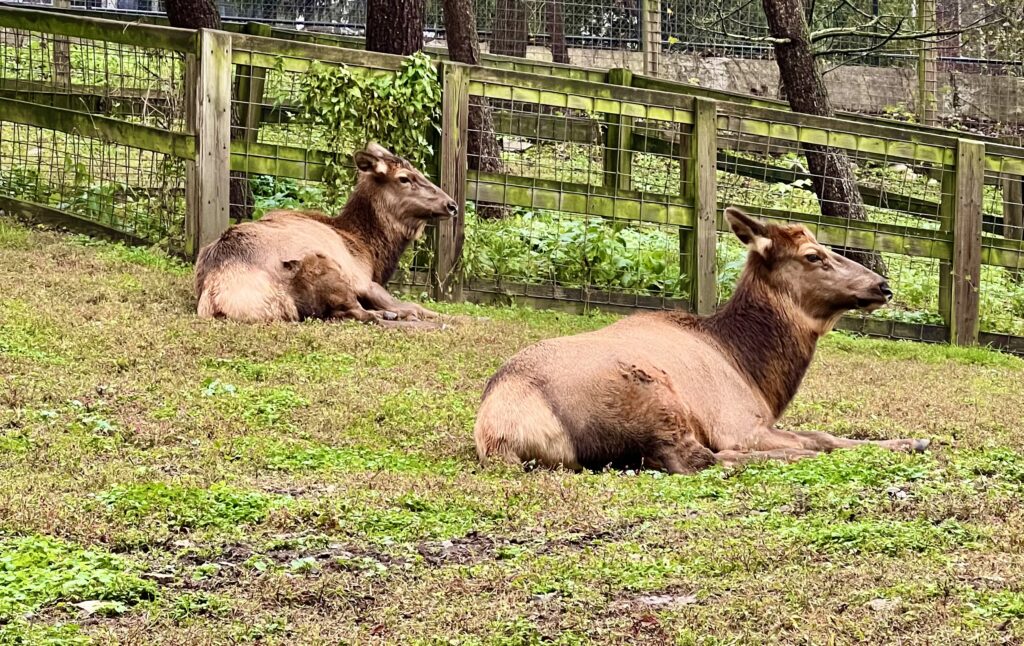Zoo America Elks