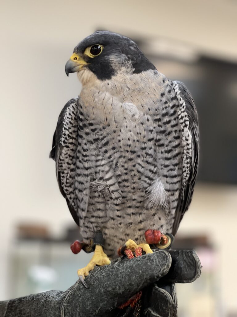 Zoo America Falcon