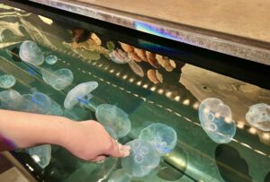 Jellyfish Touch Tank