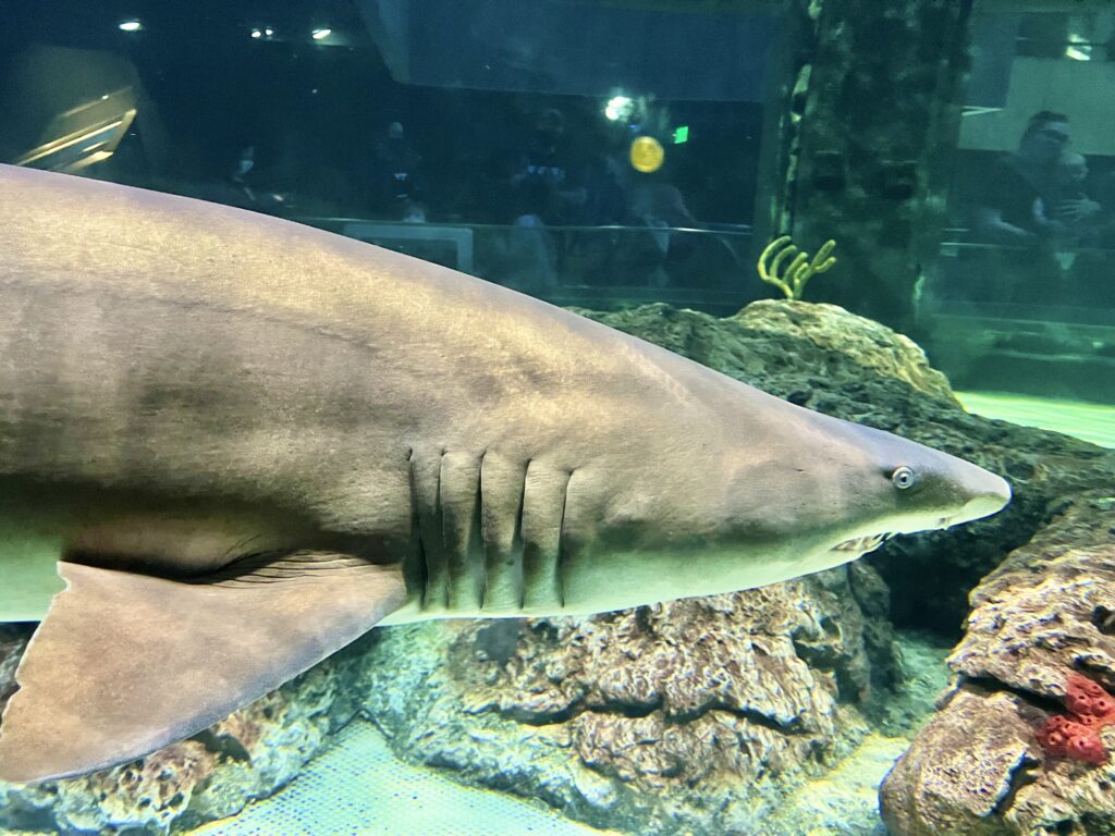 National Aquarium Shark