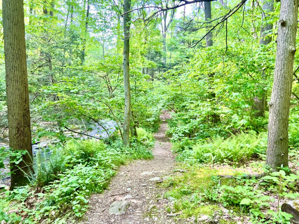 Trail by the creek