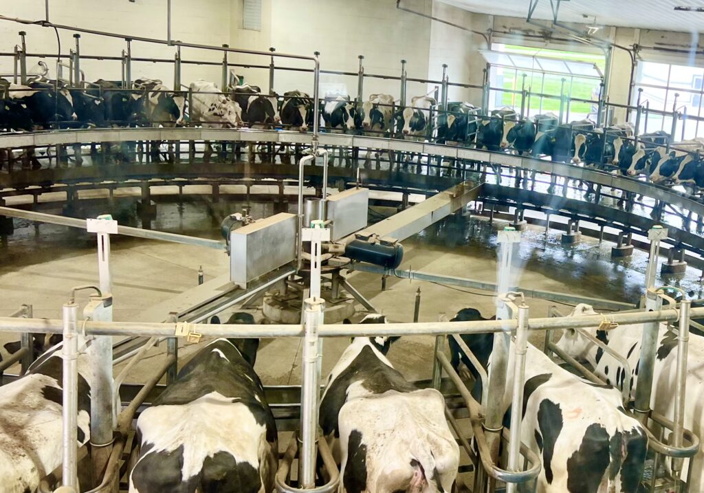 Kreider Farm Cows