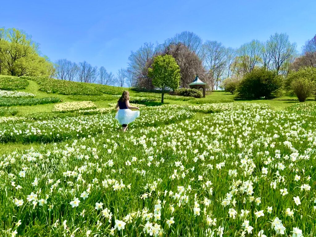 Winterthur Daffodils