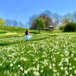 Winterthur Daffodils