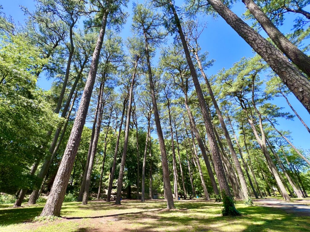 Bens Red Swings Picnic Grove