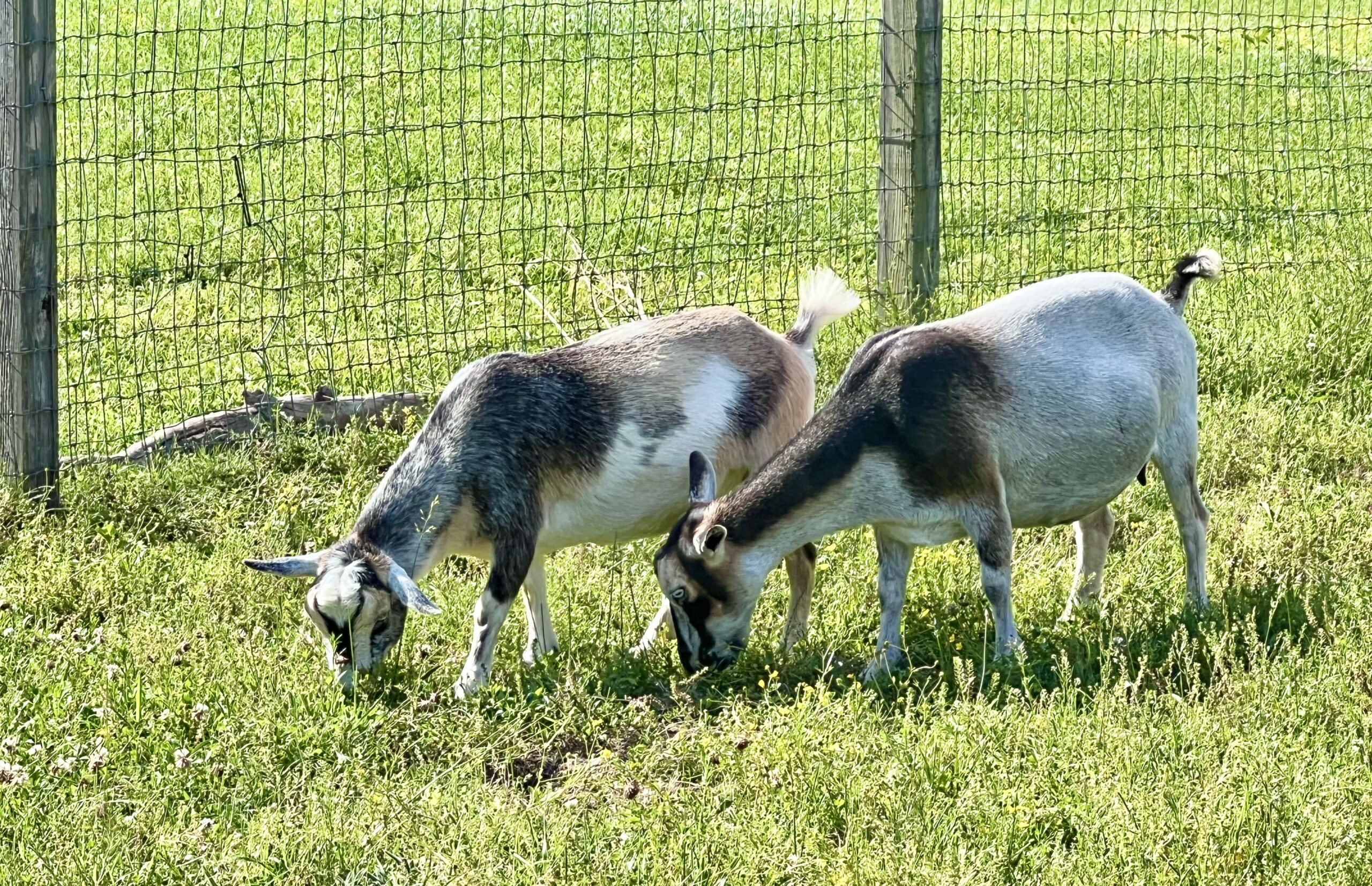 kinder goat kids