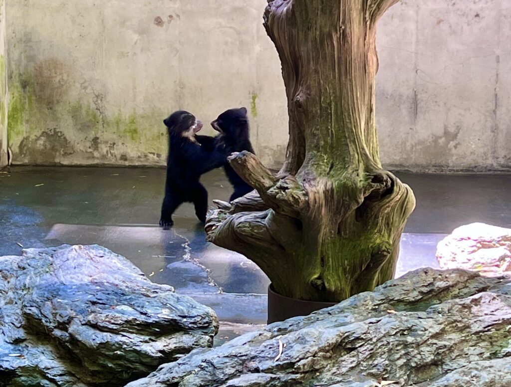 Salisbury Zoo Bears