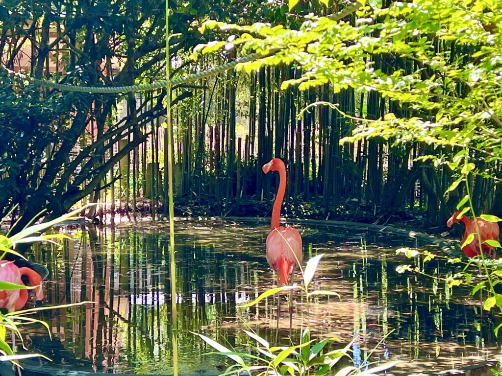 Salisbury Zoo Flamingos