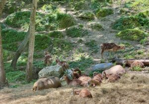 Erie Zoo Animals