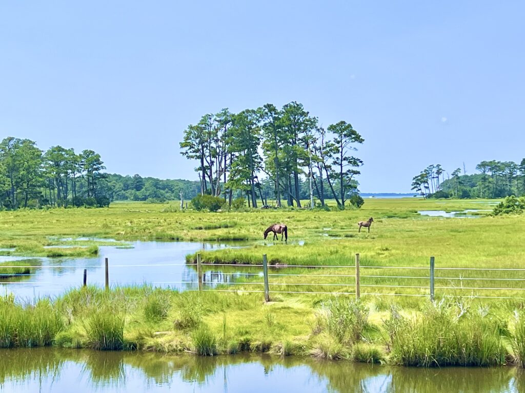 Chincoteague Island Ponies