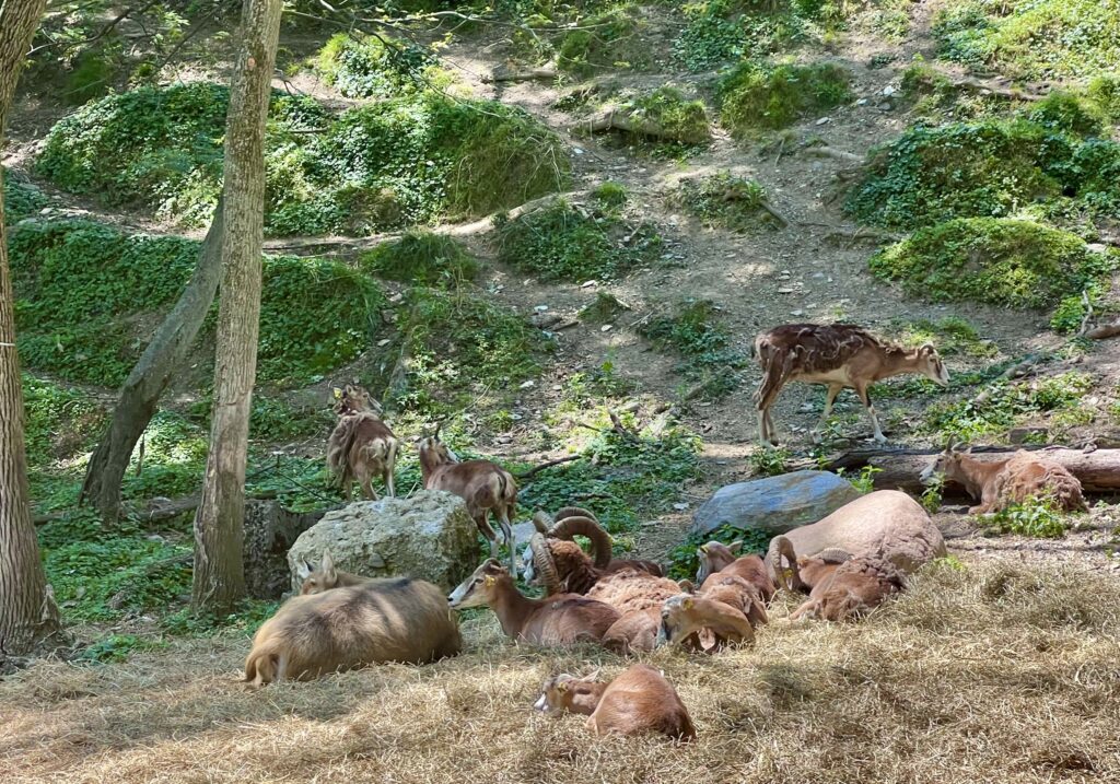 Animals along the train ride