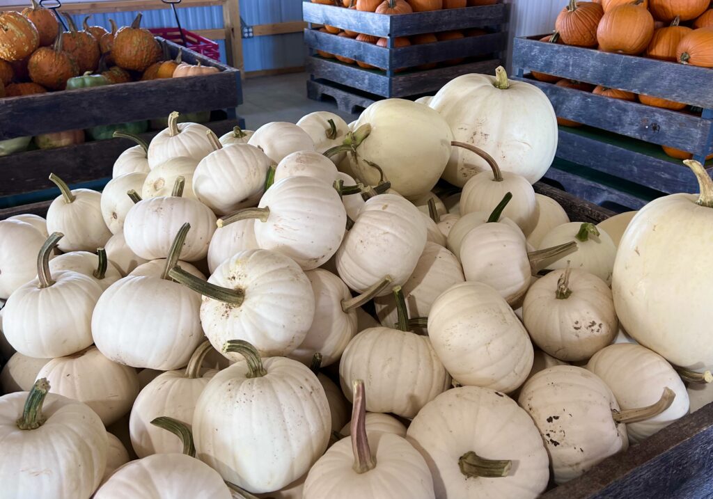 Magnolia Meadows White Pumpkins