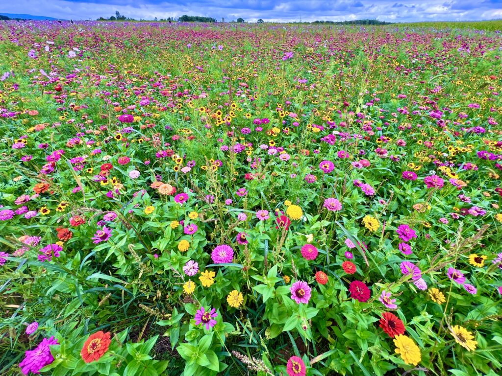 Magnolia Meadows Wildflowers