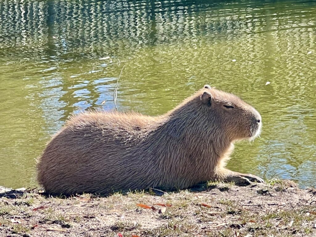 Cape May Zoo Capybara