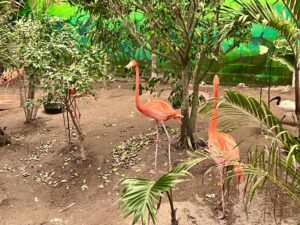 Cape May Zoo Flamingos