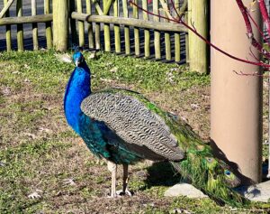 Cape May Zoo Peacock