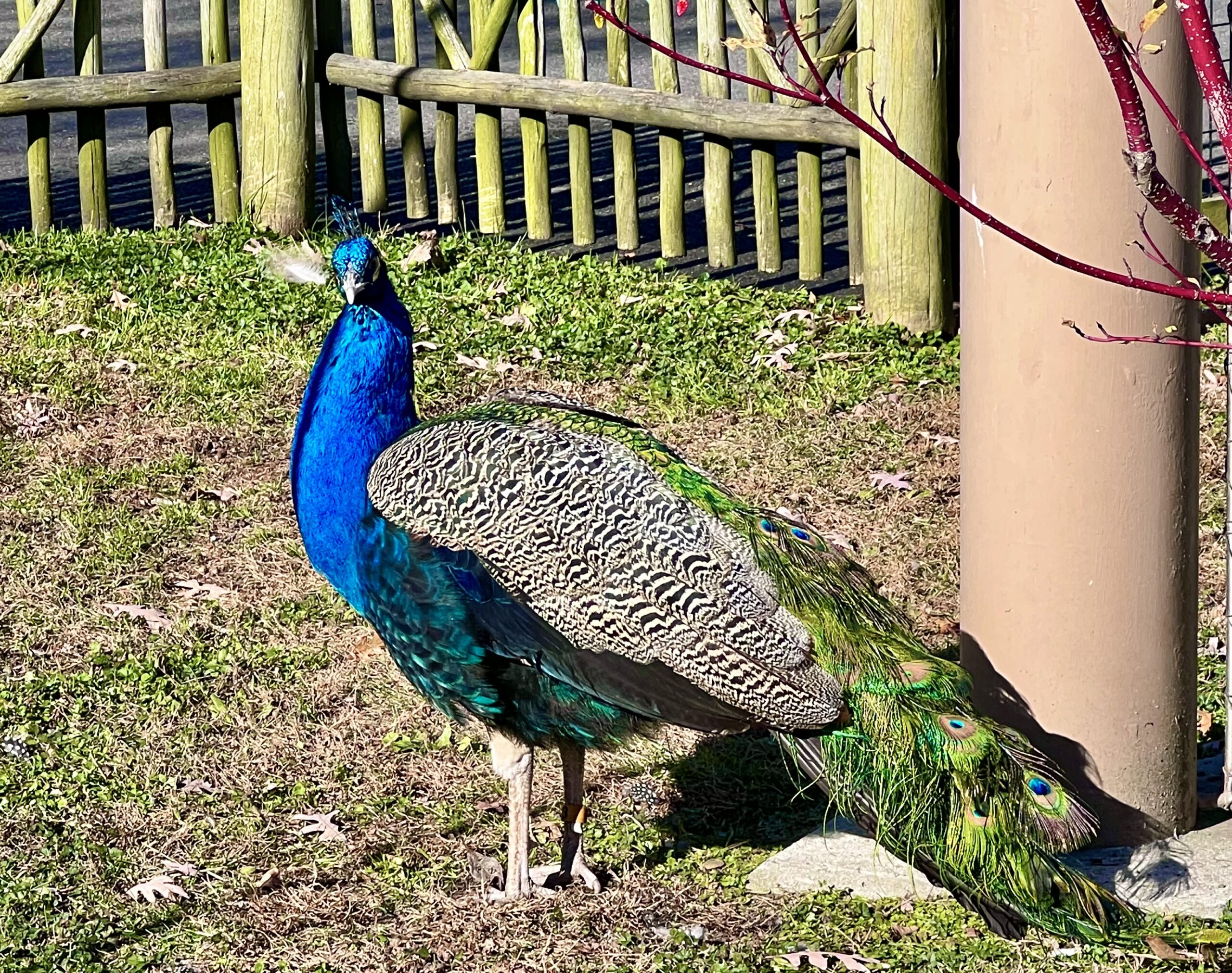 Cape May Zoo Peacock Been There Done That with Kids