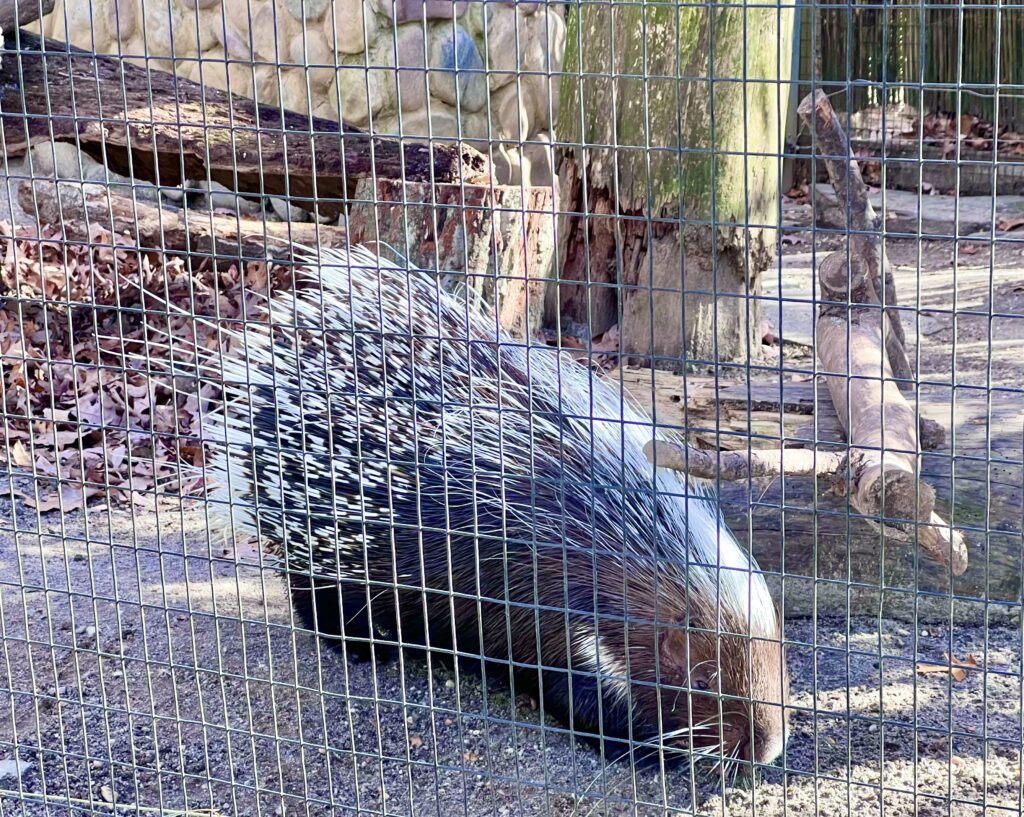Cape May Zoo Porcupine