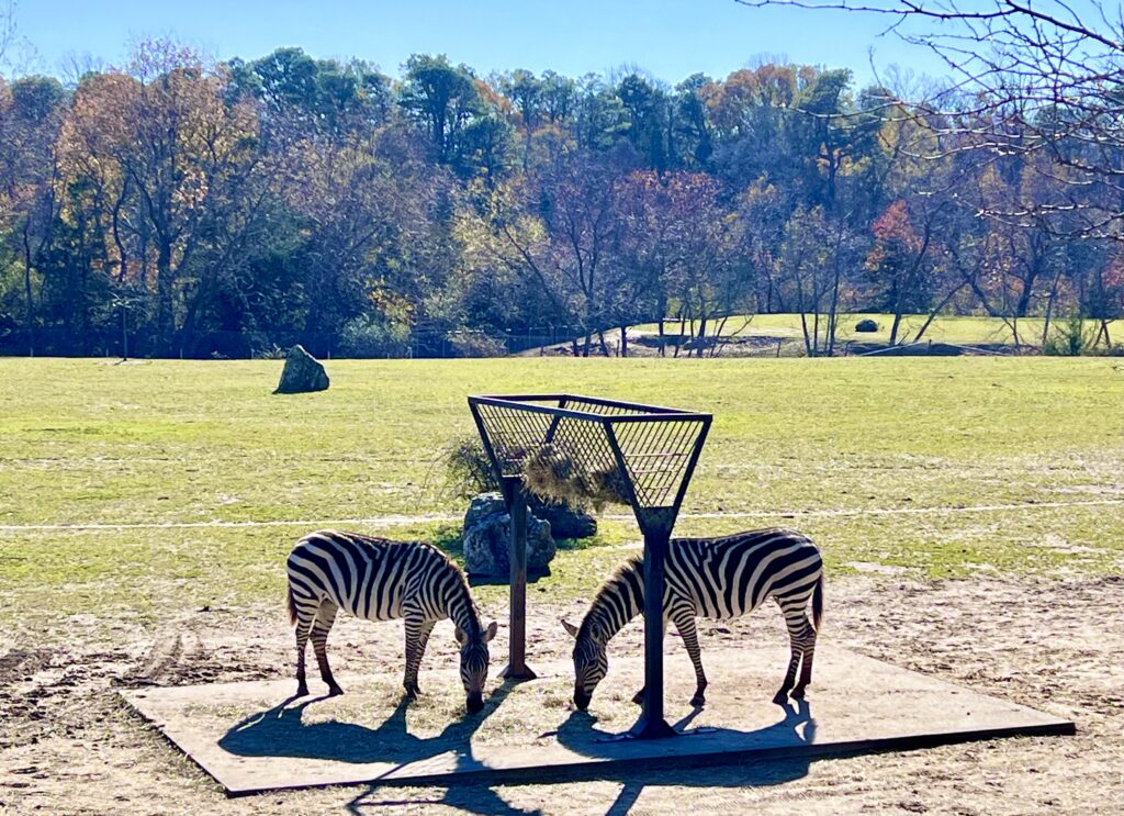 Cape May Zoo Zebras