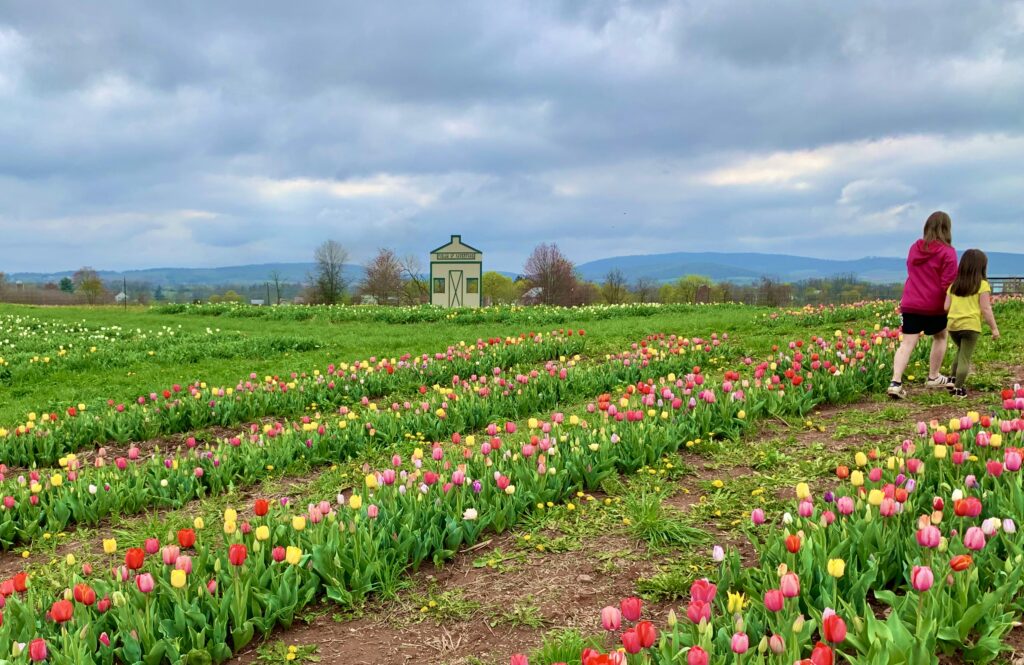 Fields of Adventure Tulips